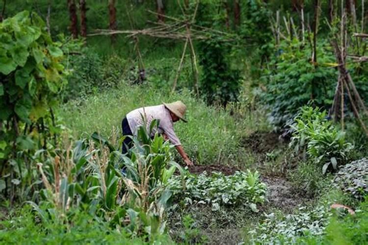 梦见死去的外婆家菜园地捕着一层红砖还栽着芹菜根