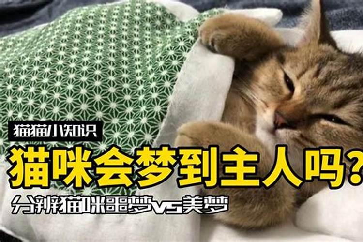 梦到猫来家里