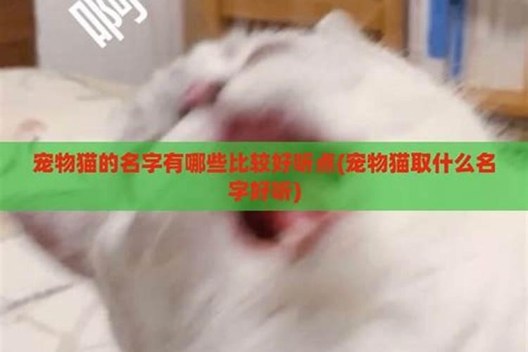 正月十五出生的猫咪叫什么