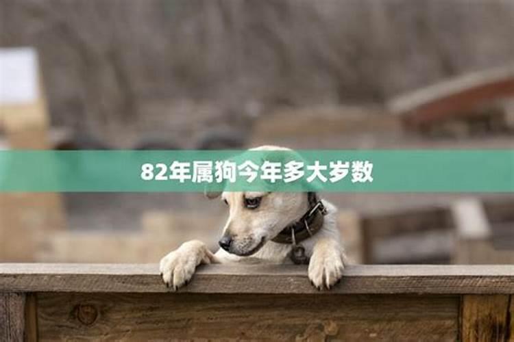 属狗今年多大年纪82年