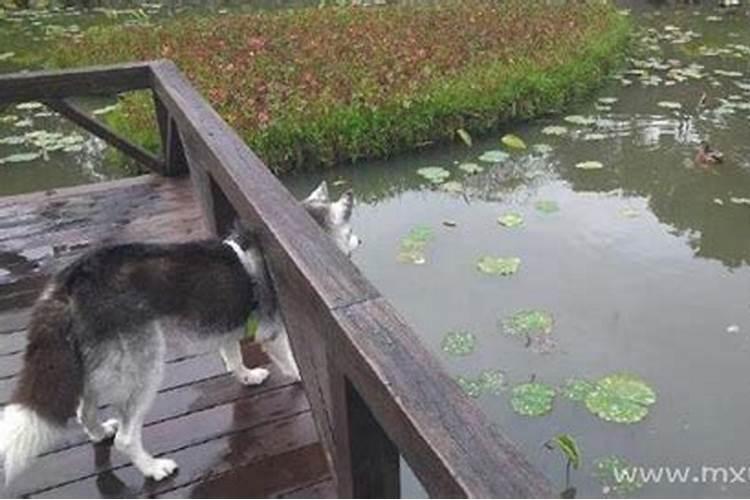 老人梦见孙子掉水里了是什么意思