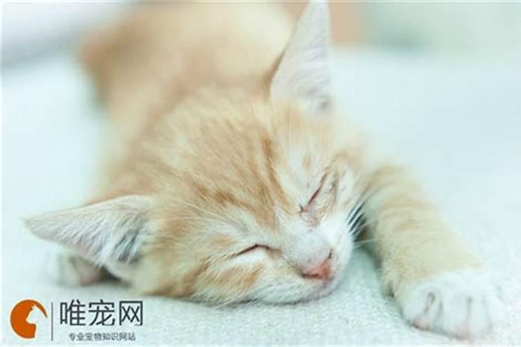 梦到猫伤人念完经猫死了