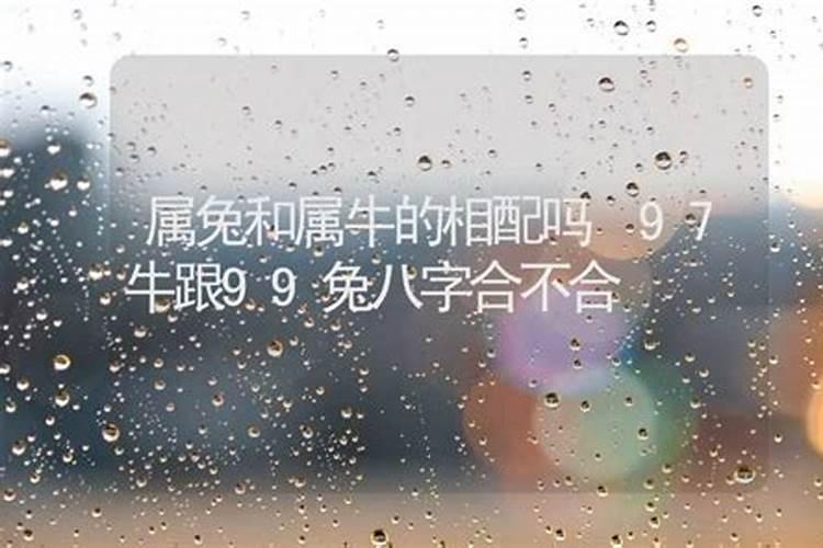 99兔和97牛的属相合不合