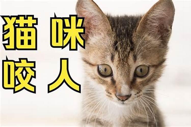 梦到猫要咬你