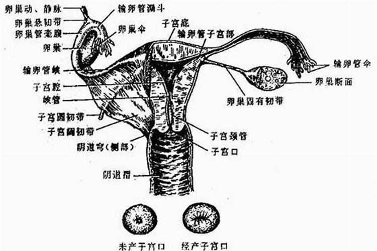 1971年出生女人的运势