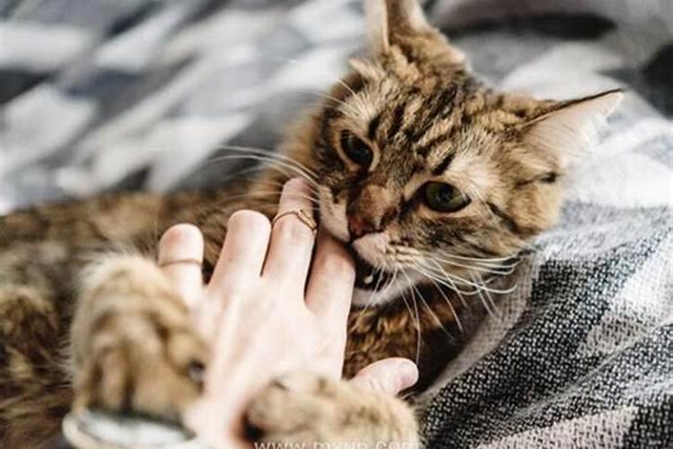 女人梦见猫咬手不放开口子