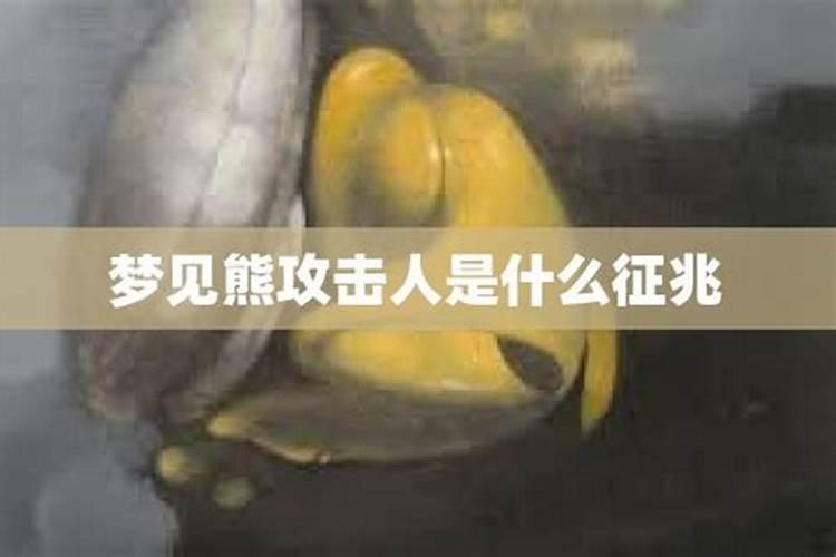 梦到熊上树