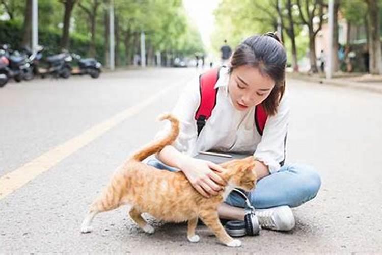 梦见猫爬到自己身上什么意思