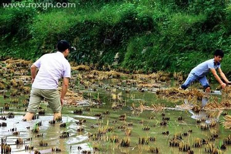 梦到死去的奶奶在水里抓鱼好不好呀