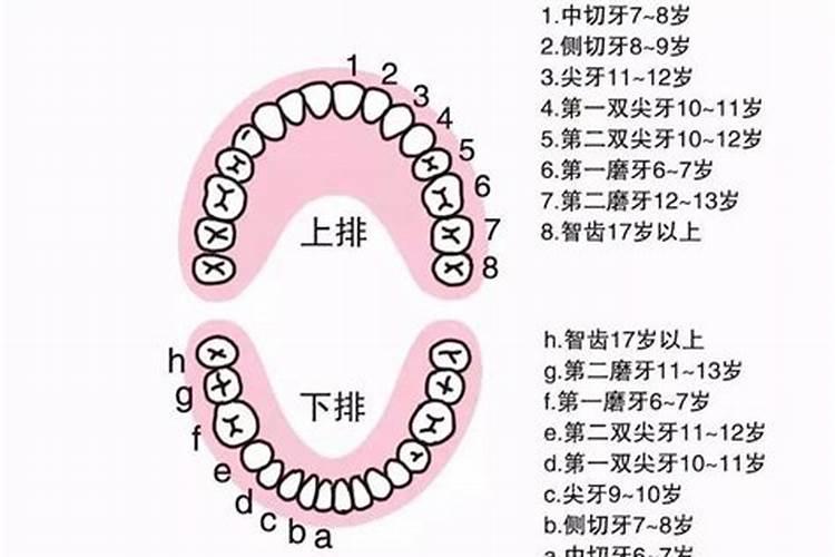 算命牙齿多少个最好