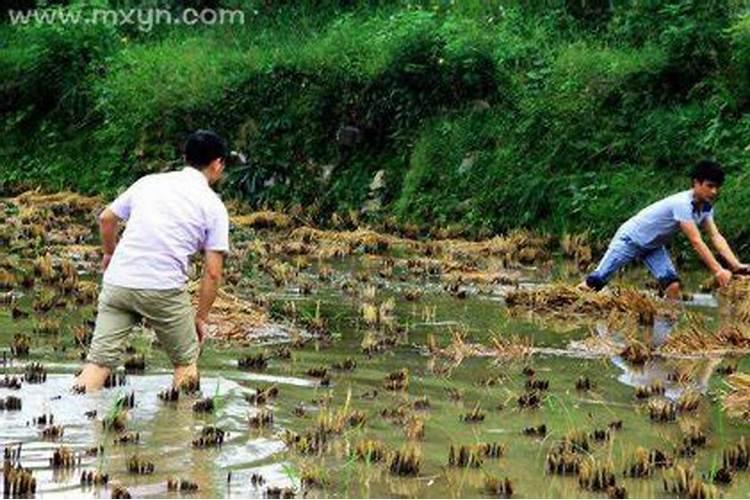 梦见亲人在水里抓鱼什么预兆