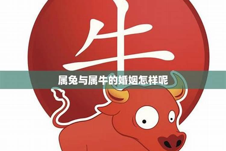 属兔和属牛的好不好