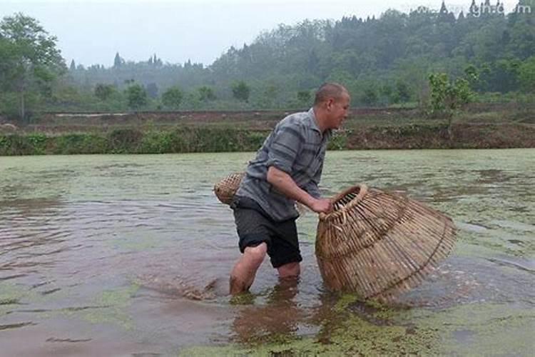 梦见我在水里捞鱼