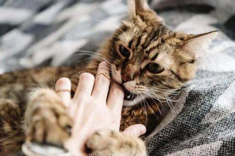 梦见猫咬自己的手出血了什么意思呀女生