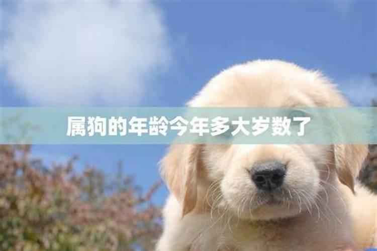 2019年什么生肖犯太岁