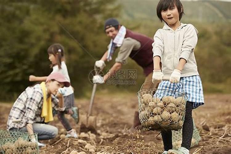 梦见到田地里收庄稼啥意思