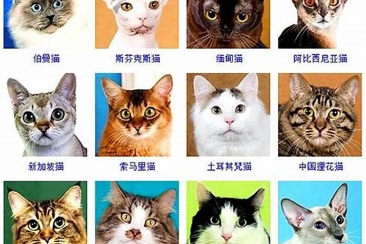 十二生肖不宜养猫的动物