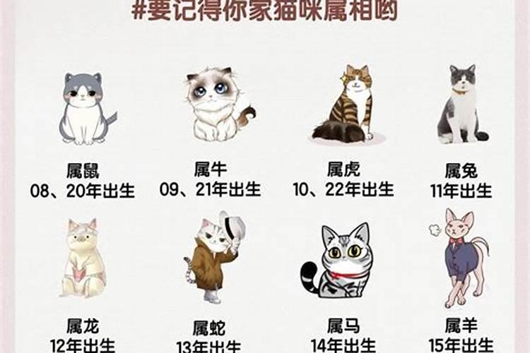 十二生肖不宜养猫的动物