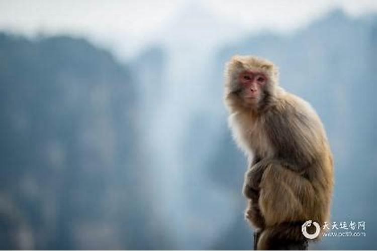 4月属猴的运气怎么样