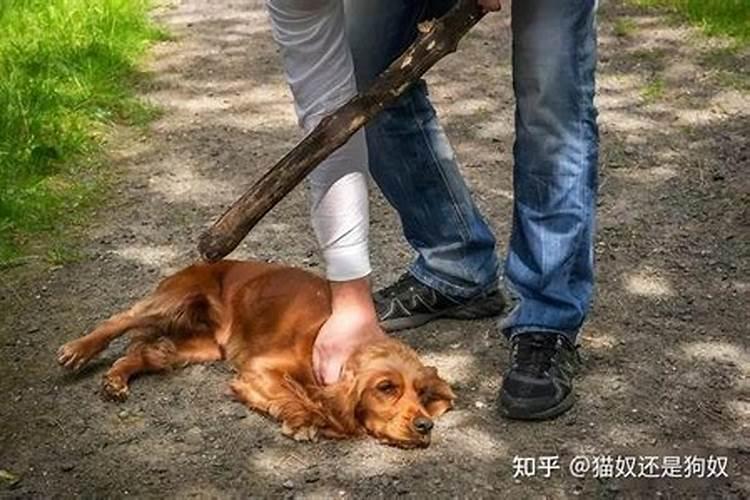 梦见回家路不好走还遇上恶犬什么意思