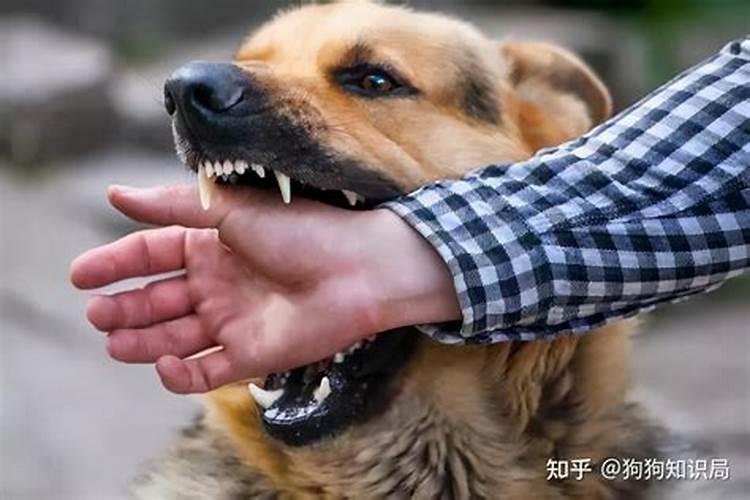 梦见回家路不好走还遇上恶犬什么意思