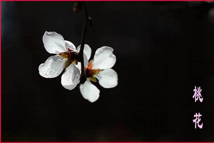 风水学旺桃花