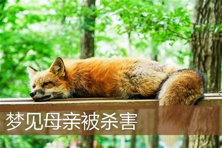 梦见母亲被撞死一个奇怪的人手上有血