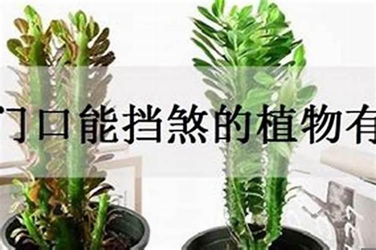 冲太岁养什么植物