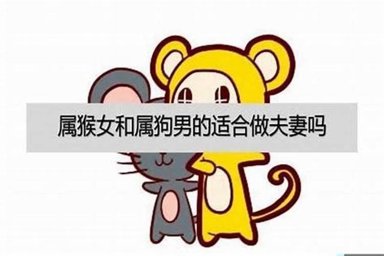 属狗和属猴婚姻怎么样