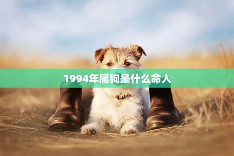 1984年属狗的是什么命人