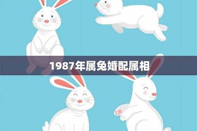 1987年属兔婚配属相