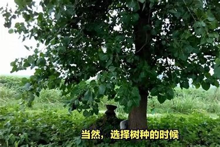 清明节坟前栽什么树