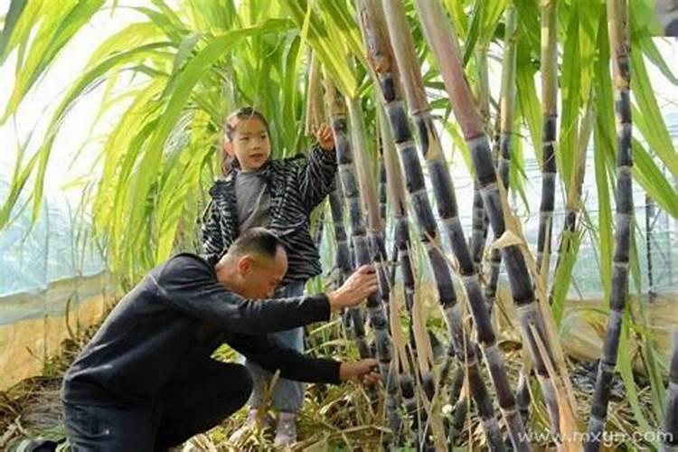 本命年的女人梦见甘蔗熟了什么意思