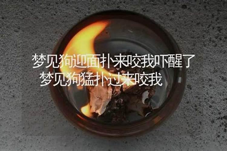 梦见狗扑过来咬我我闪开了