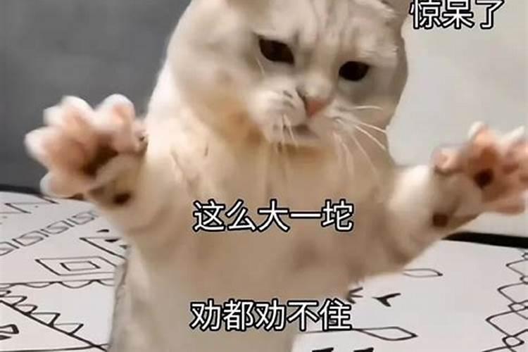 梦见猫生小猫吃了小猫