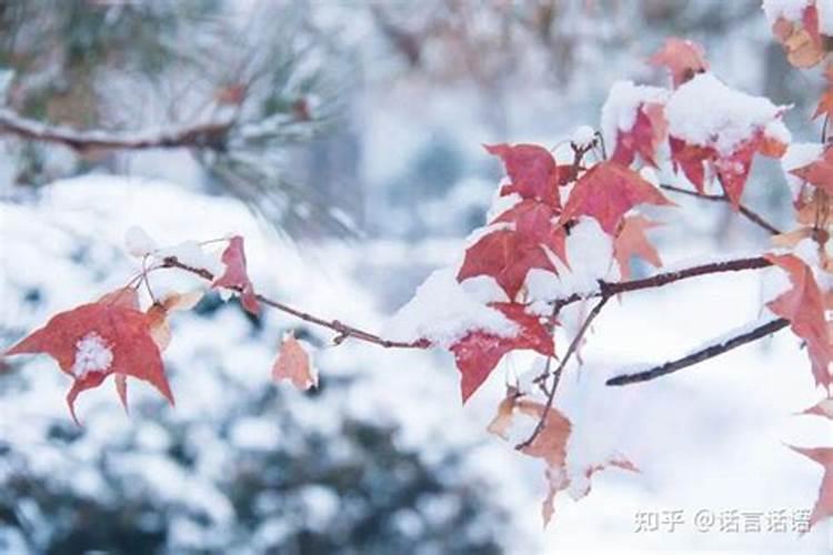 梦见山顶树上有雪花飘落