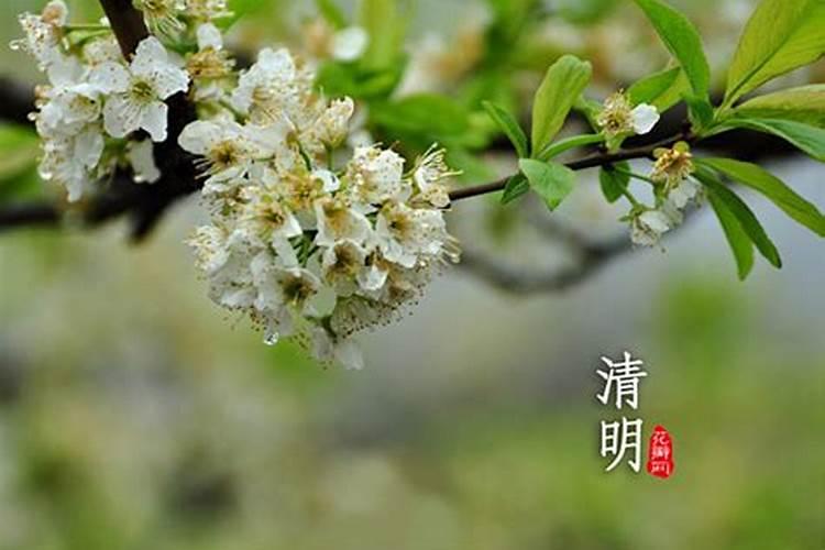 清明节农历什么时候过年