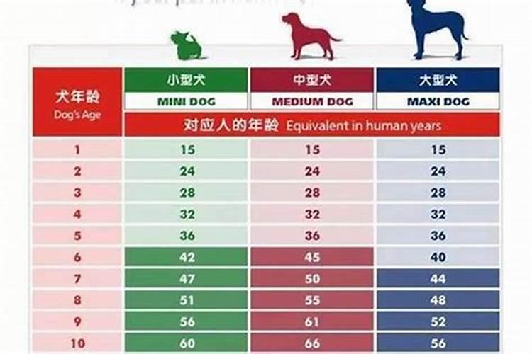 46年属狗人寿命多大