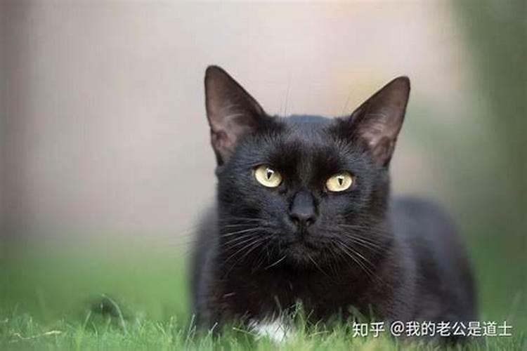 梦见黑猫与我很亲近和一个小女孩