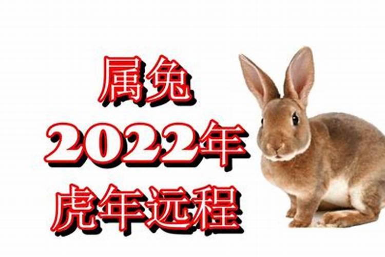 2022年虎年属兔女的命运