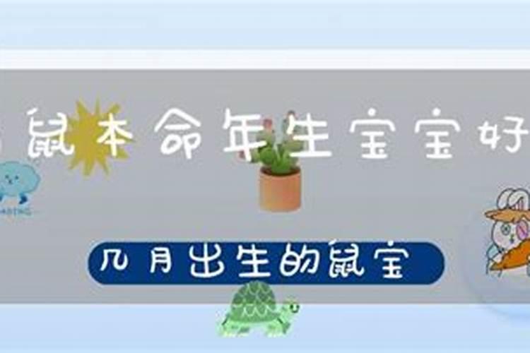 清明节前后出生的老鼠