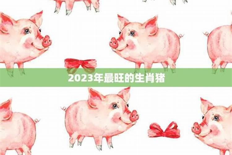 属猪兔年运势2023年