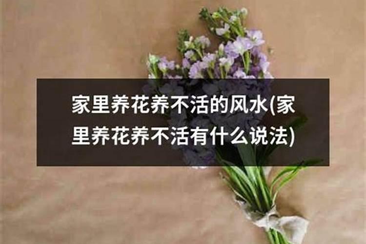 风水学中家里不能养什么花