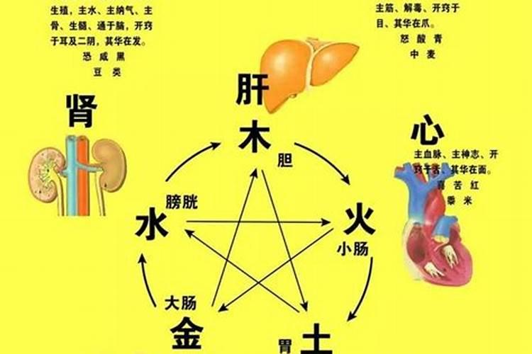 五脏六腑与五行与疾病