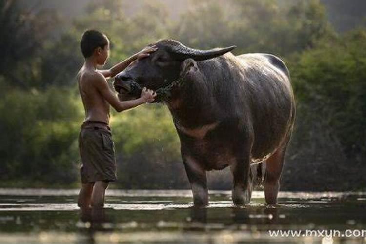 梦见生牛是什么预兆