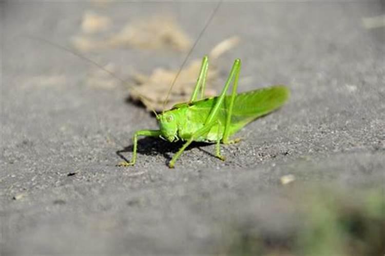 梦到蝗虫泛滥进家