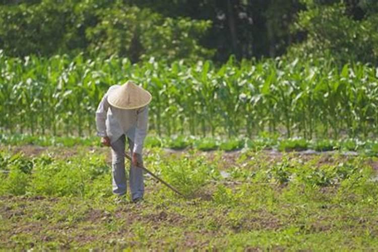 梦见在庄稼地里拔野菜