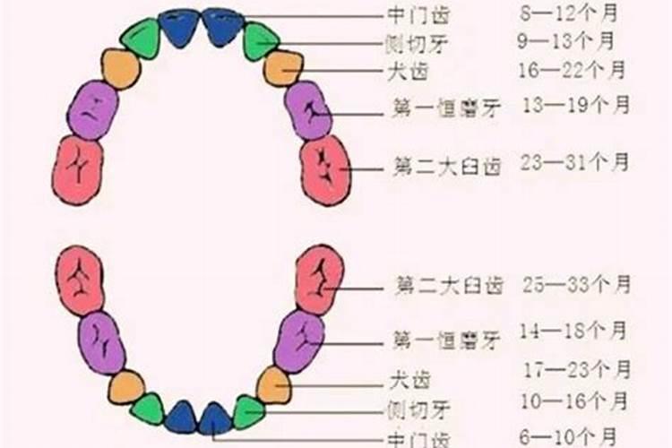 梦见一直掉牙一直长