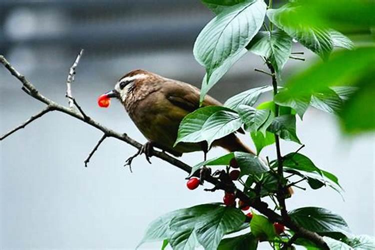 梦见小鸟吃树上果实什么意思