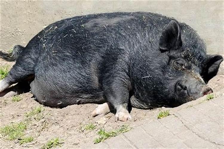 梦见猪被雨淋的兆头